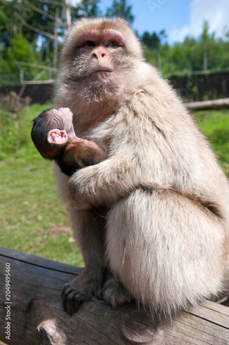 Photos mother and juvenile
