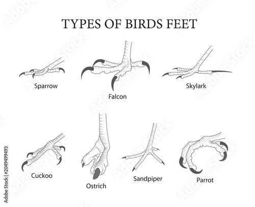 Types of Birds Feet