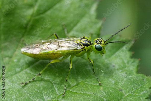 Foto Closeup on a bright green European sawfly, Rhogogaster viridis in the forest