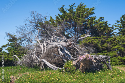 Foto Resilience, plants and flowers colonising the roots of a dead, fallen tree