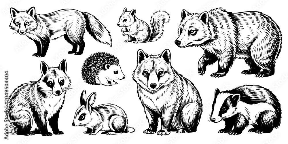 Obraz premium Animals Forest Wildlife Set with Black and White Illustrations, Featuring Various Mammals and Creatures.