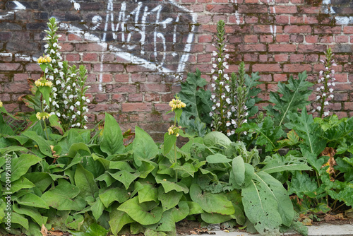 Obraz na plátne Vibrant green foliage and white bloom bear's breeches or foot plant, sea dock, g