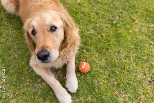 Golden retriever is lying on well-kept green lawn, facing camera with worn orange tennis ball