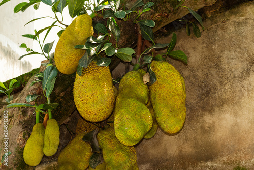 Canvastavla Cluster of ripe jackfruit growing on a tree trunk