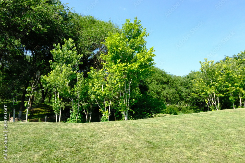 Obraz premium trees in the park