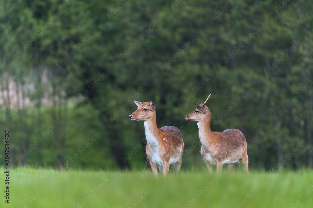 Fototapeta premium Wildlife scene with two fallow deer. Dama dama