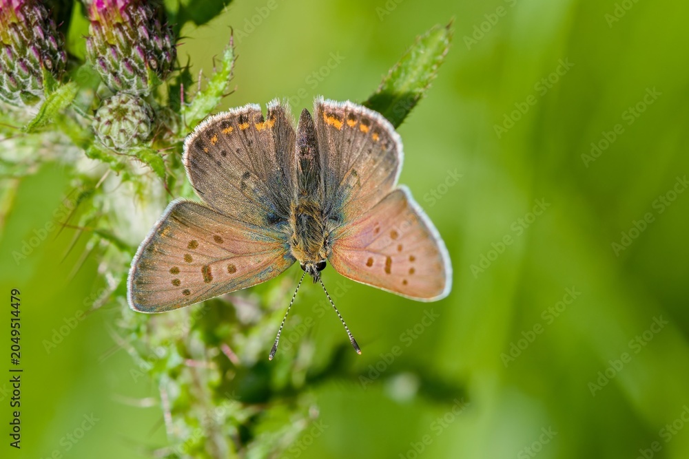Fototapeta premium A male sooty copper with open wings sits on a thistle. Lycaena tityrus