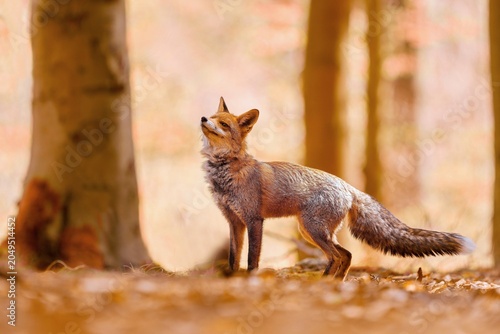 Canvas Print A red fox stands in a beech forest in  autumn