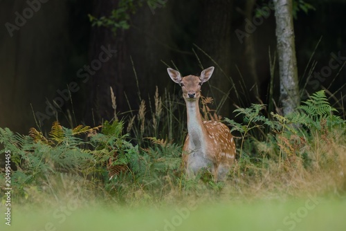 Konstfotografi Wildlife scene with a female fallow deer. Dama dama