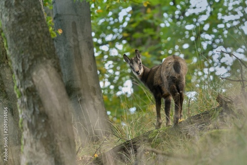 Canvas Print A chamois in the nature habitat