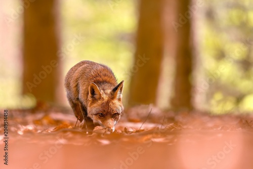Photography A red fox looks for food in a beech forest