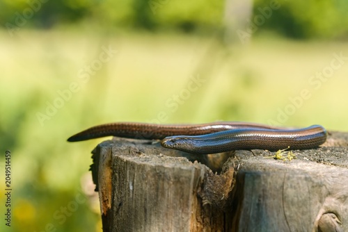 Obraz na płótnie A common slow worm in the nature habitat. Anguis fragilis