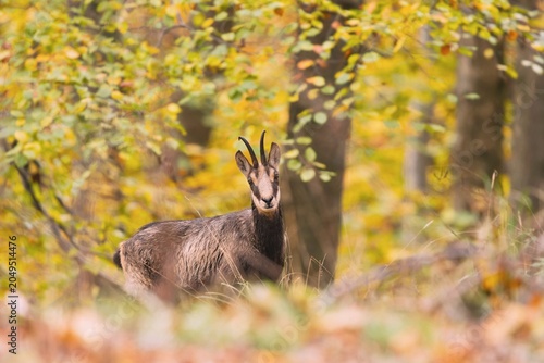 Canvas Print A beautiful chamois stans in the autumn forest