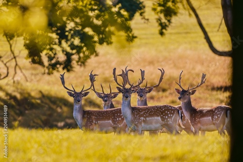 Photography Wildlife scene with a herd of fallow deer. Dama dama