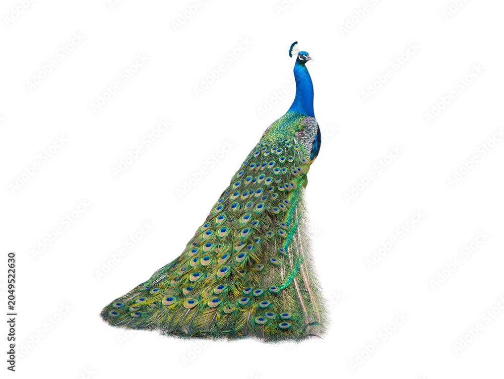 Obraz premium Beautiful indian peafowl with long train isolated on transparent background
