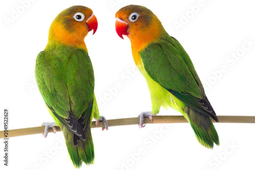 Foto Two fischer's lovebirds on branch isolated on transparent background