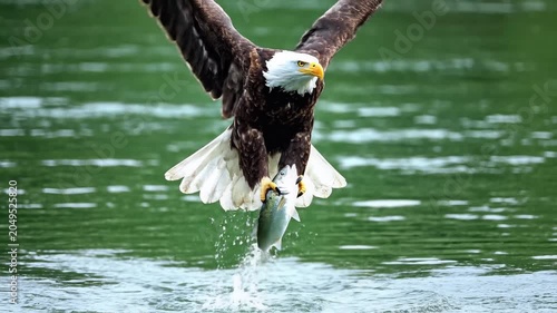 Bald eagle diving into water to catch fish.