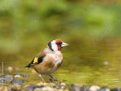 Goldfinch (Carduelis carduelis) sighted in shallow water, vivid red and yellow colours, Solms, Hesse, Germany