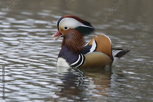 Mandarin duck (Aix galericulata) adult male bird calling or quacking on a lake, England, United Kingdom