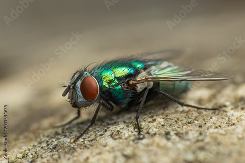 Schilderij op canvas Housefly