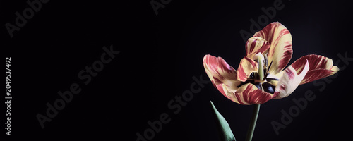 Foto Tulip bloom showing intricate patterns on petals on black banner