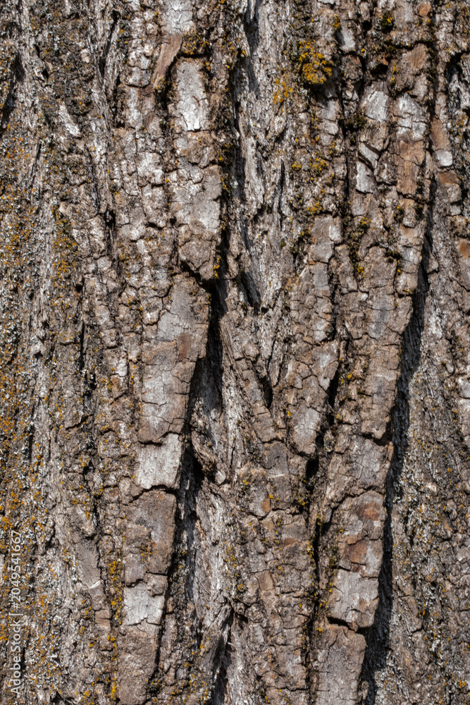 Obraz premium Extreme close-up macro photograph of aged tree bark with intricate network of deep cracks and light gray peeling surface