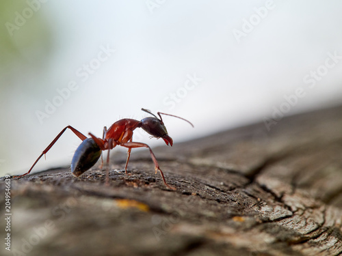 Close-up of a carpenter ant. Ant subgenus Tanaemyrmex
