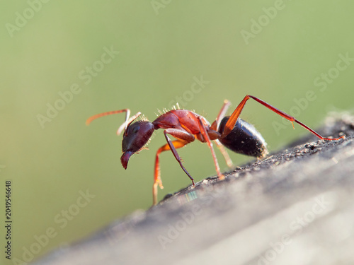 Close-up of a carpenter ant. Ant subgenus Tanaemyrmex
