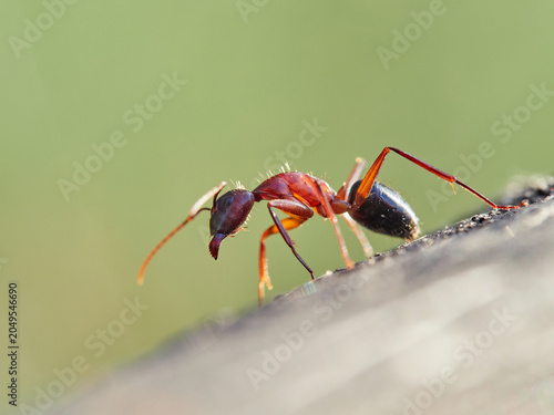 Close-up of a carpenter ant. Ant subgenus Tanaemyrmex

