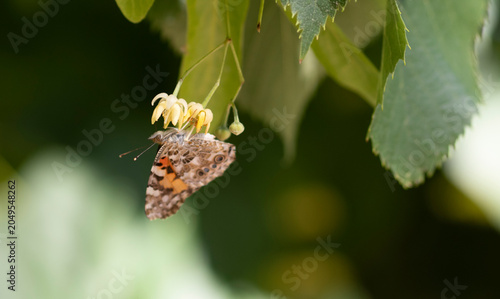 Φωτογραφία vanessa cardui in a garden