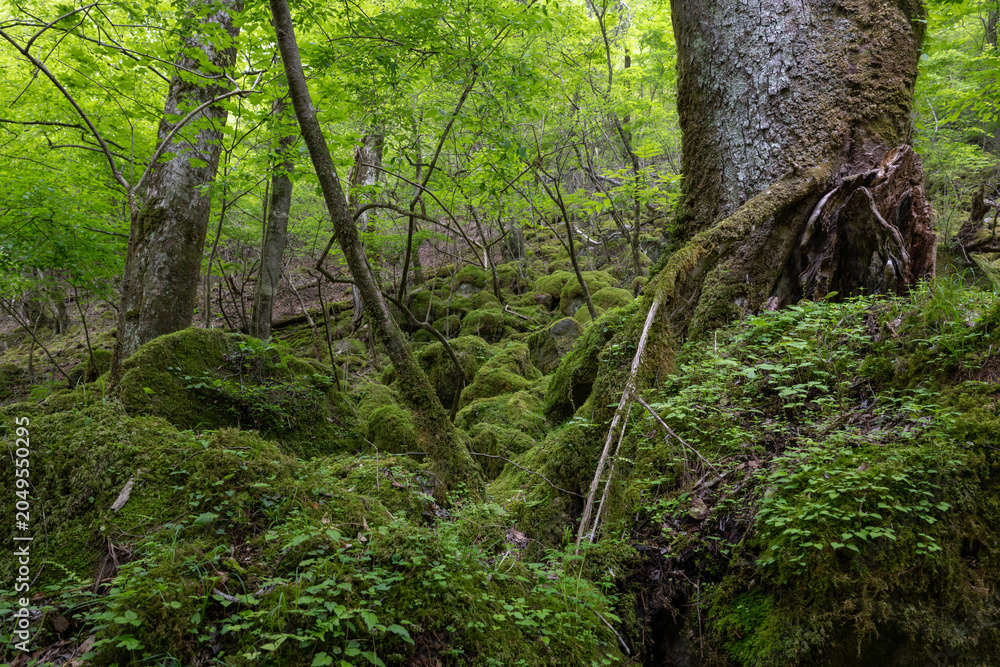 Obraz premium Mossy Primeval Forest Near Oike Springs, Oita, Japan