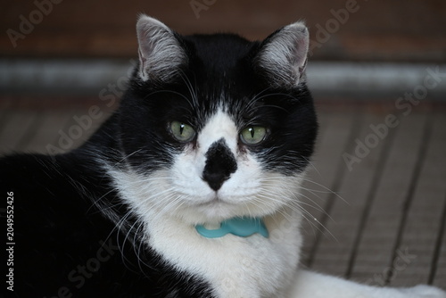 Close-up portrait of a black and white cat with green eyes