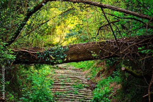 Forest path panorama. Panorama of a path through a lush green summer forest.