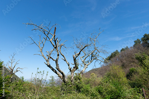 Forest path panorama. Panorama of a path through a lush green summer forest.