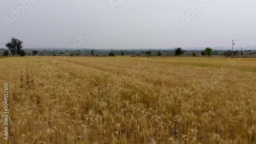 Golden Wheat Field Ready for Harvest in Rural Landscape