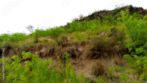 Green Shrub‑Covered Hill Showing Natural Erosion and Soil Layers