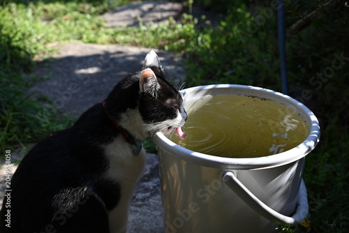 Black and white cat drinking water from a bucket outdoors