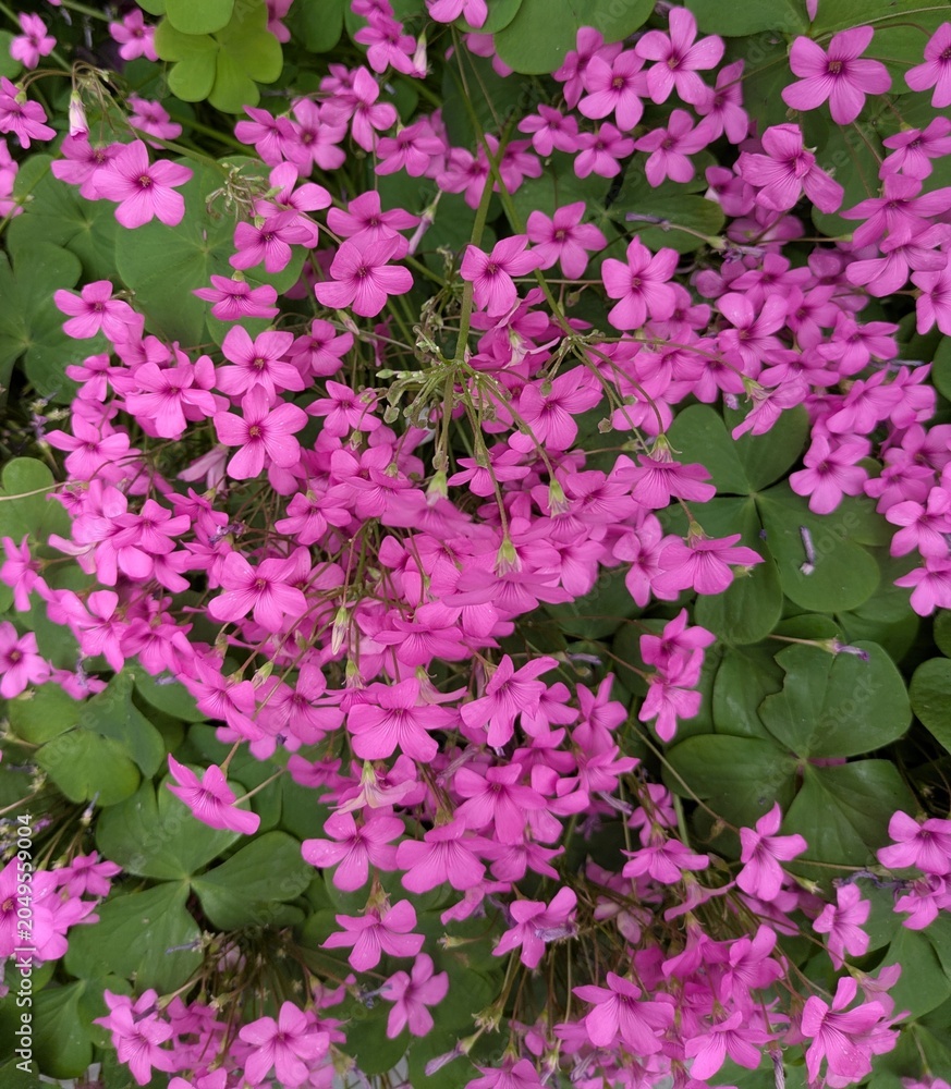 Obraz premium Vibrant pink oxalis flowers with green leaves