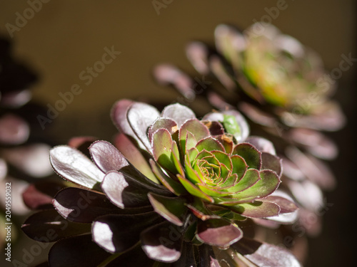 Beautiful green succulent fat plant