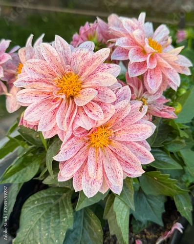 Pink dahlia flower. Close-up of a blooming dahlia. Selective focus