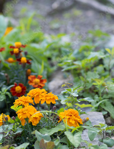 Red and Orange Marigold Flowers on Sunset on Garden, Tagete