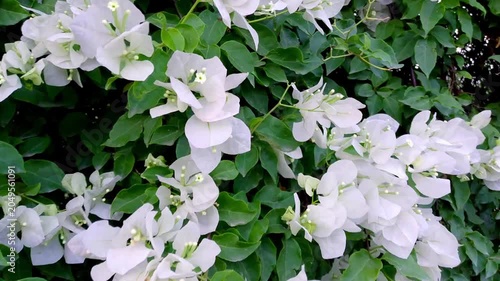 White Bougainvillea Flowers in Full Bloom with Lush Green Foliage