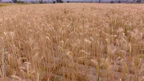 Close‑Up View of Ripe Wheat Crop in Agricultural Field