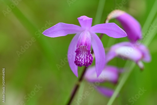 紫蘭の花
