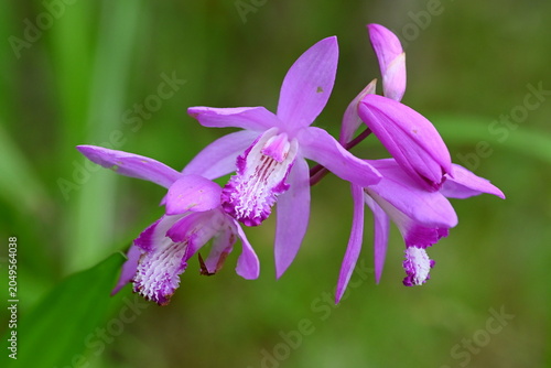 紫蘭の花