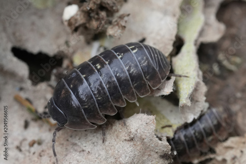 Close up of Armadillidium vulgare woodlouse on decaying leaf litter