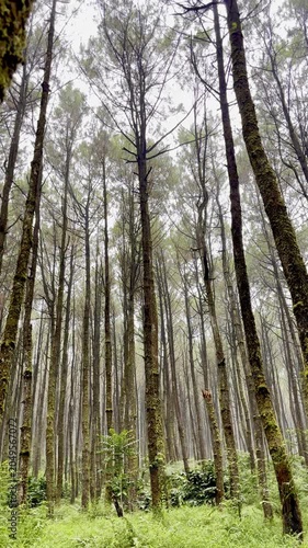 Tall Pine Trees in Dense Forest with Green Mossy Trunks and Undergrowth
