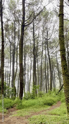 Narrow Dirt Path Through a Dense Pine Forest with Tall Mossy Tree Trunks