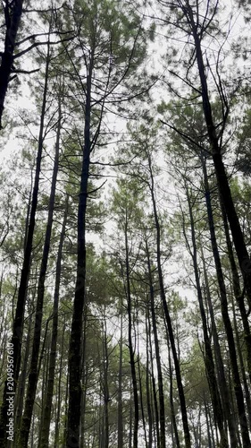 Slender Pine Trees Silhouetted Against a White Bright Sky in Coniferous Woods