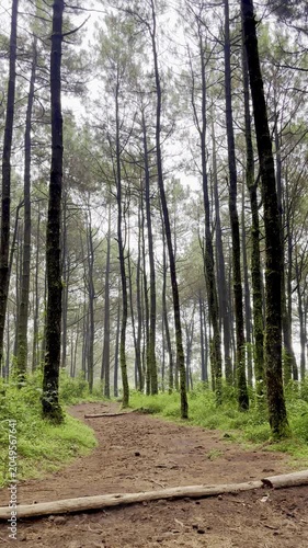 Scenic Hiking Trail in a Misty Coniferous Wood with Fallen Logs and Lush Greenery
